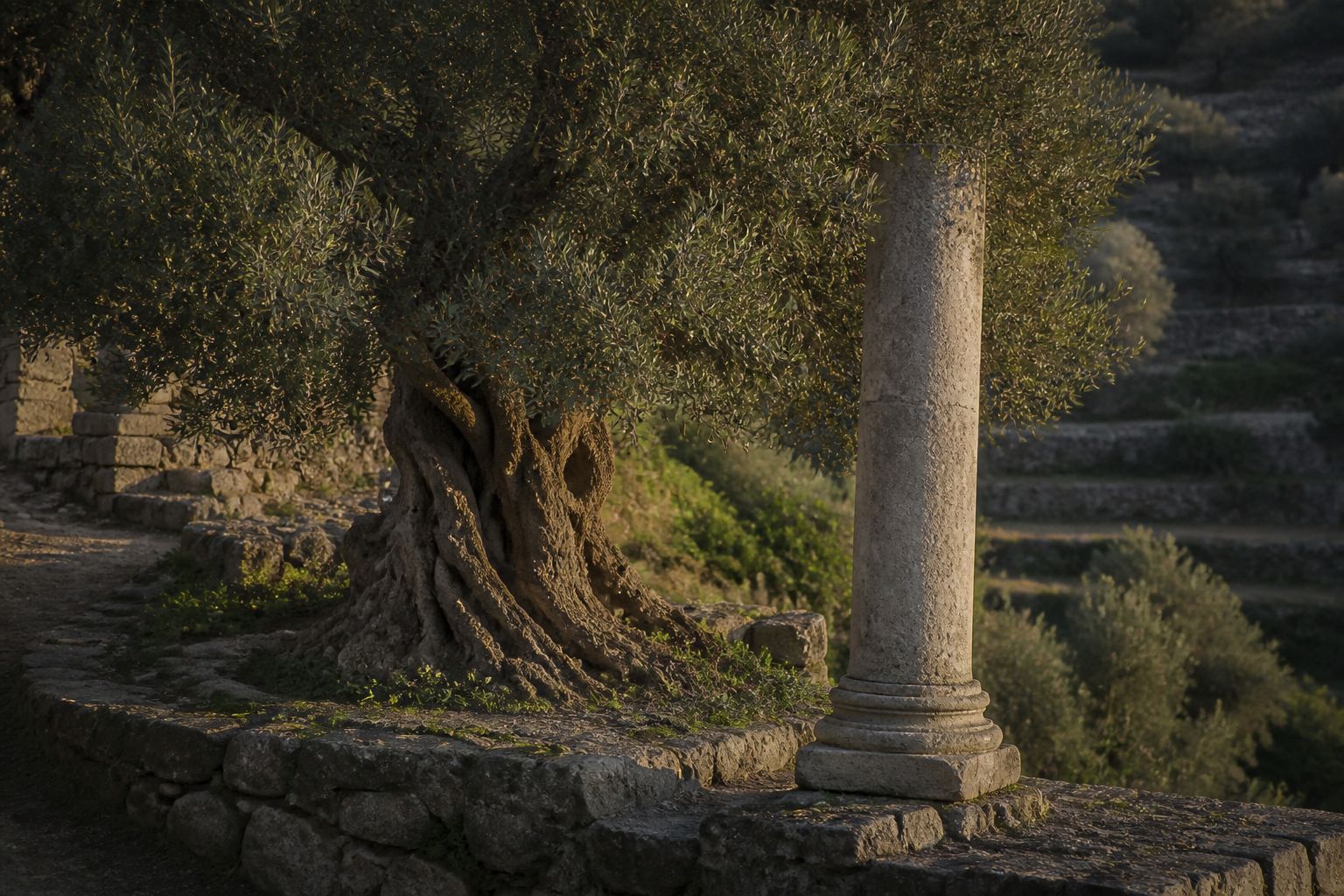 Ancient olive tree beside a limestone column on a terraced hillside